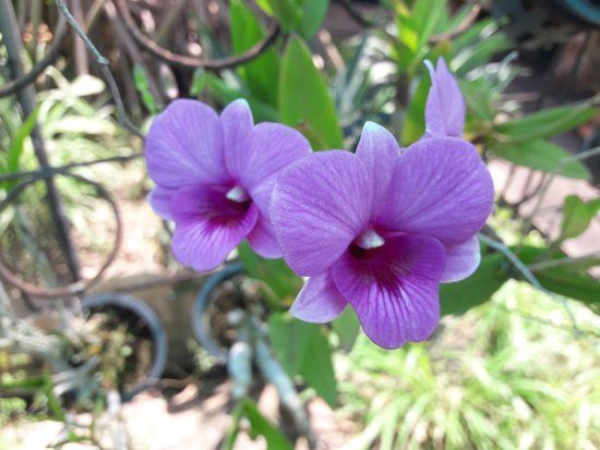 Udon Sunshine Fragrant Orchid Farm